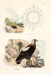 Kaiseradler